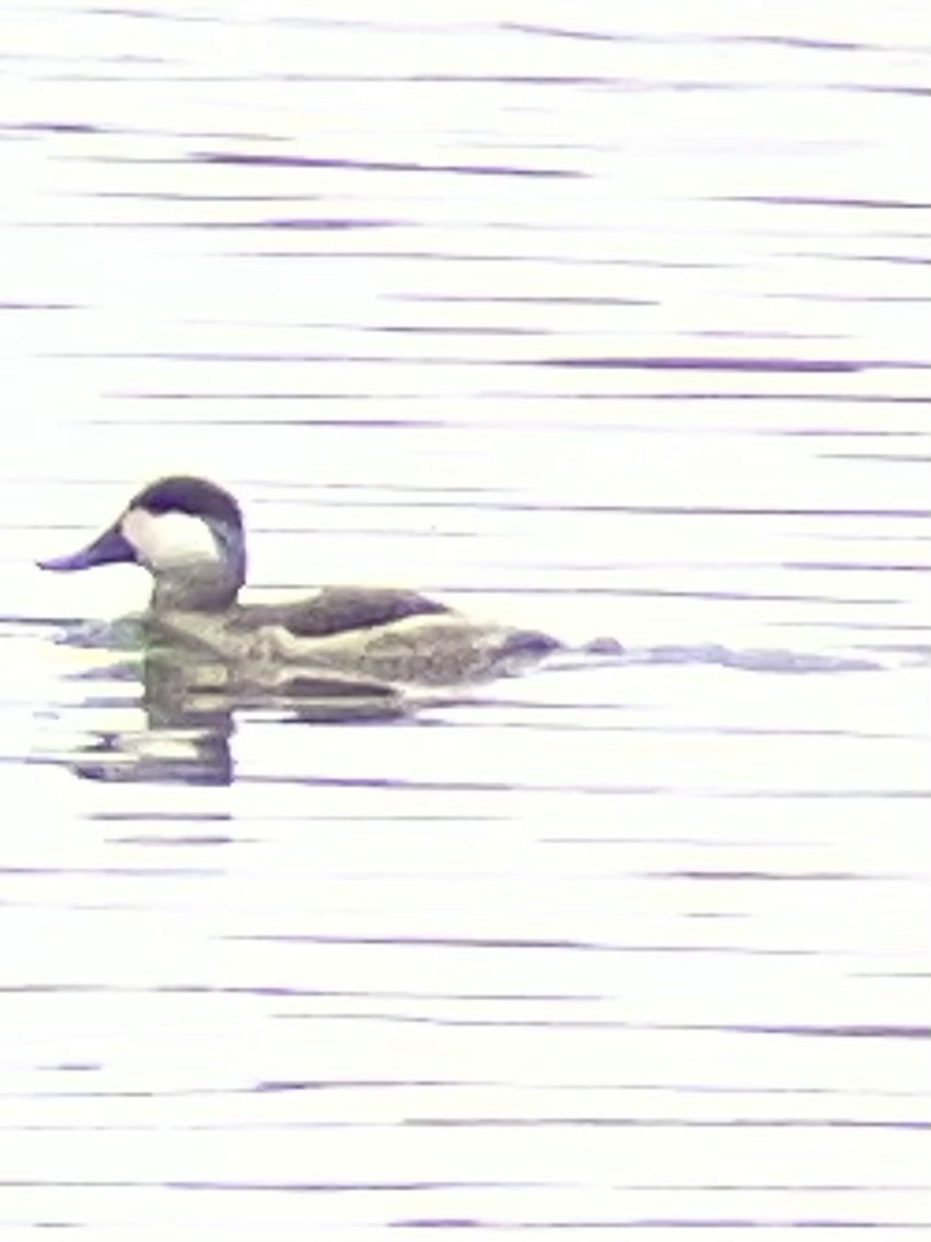 Ruddy Duck - ML644248964