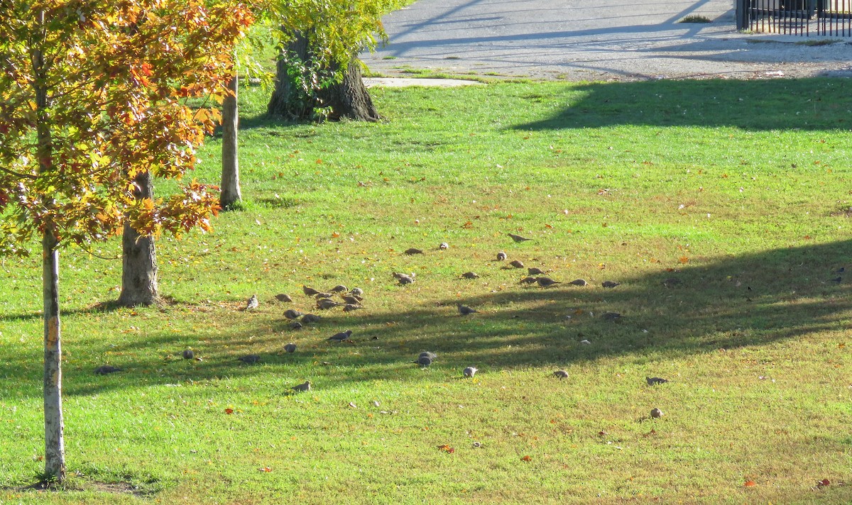 Mourning Dove - ML644248966