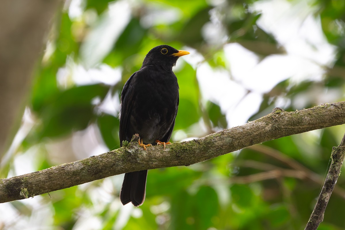 Yellow-legged Thrush - ML644248973