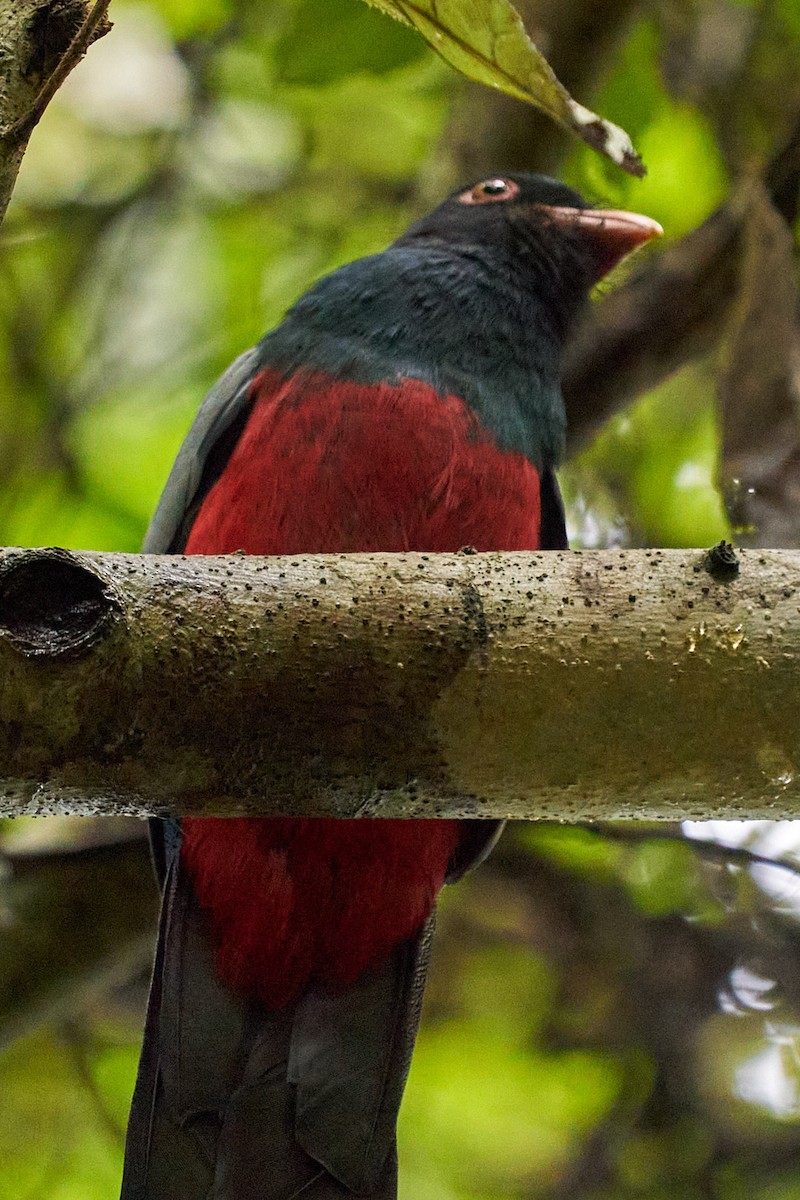 Gri Kuyruklu Trogon - ML644248982