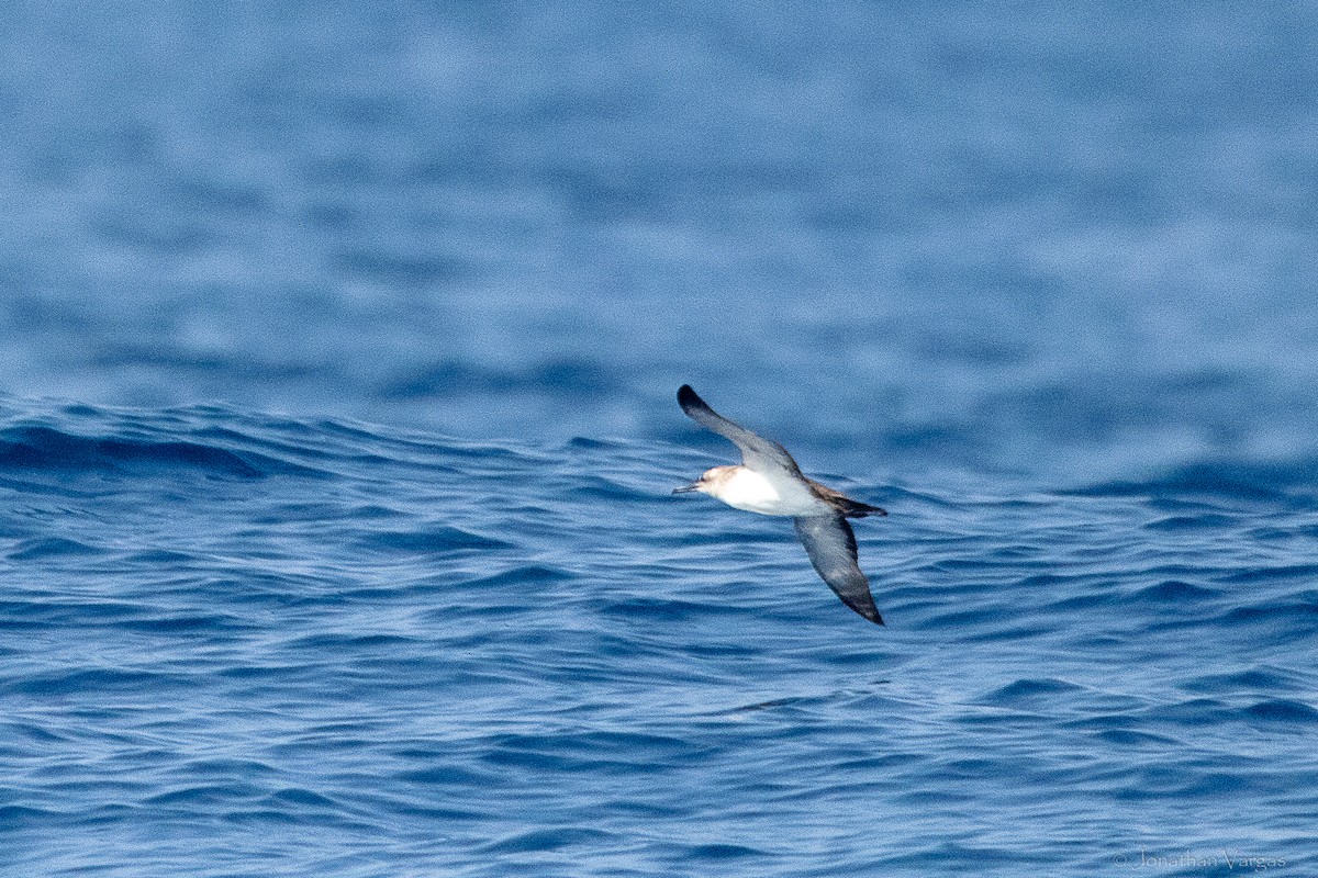 Black-vented Shearwater - ML644248984