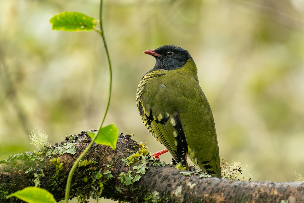 Barred Fruiteater - ML644248990