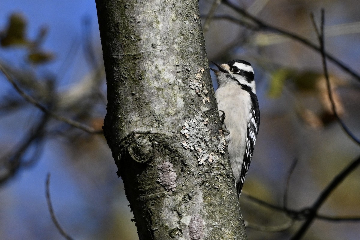 Downy Woodpecker - ML644248998