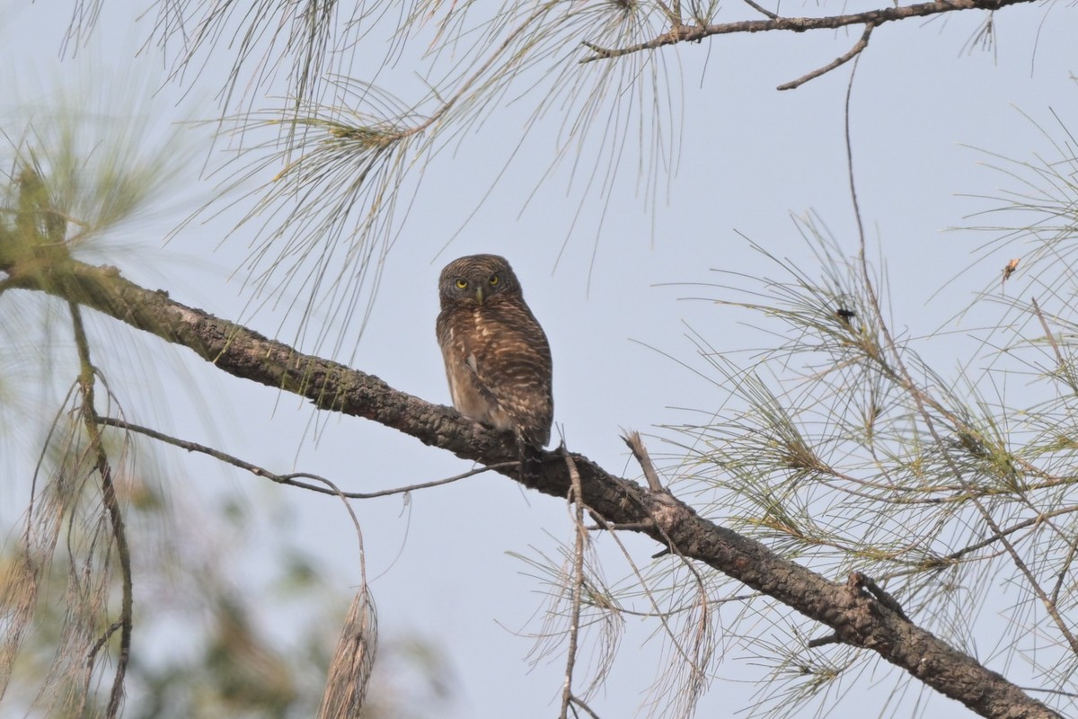 Asian Barred Owlet - ML644249000