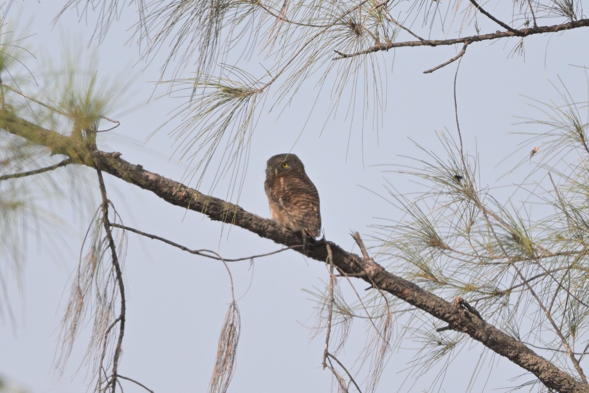 Asian Barred Owlet - ML644249001