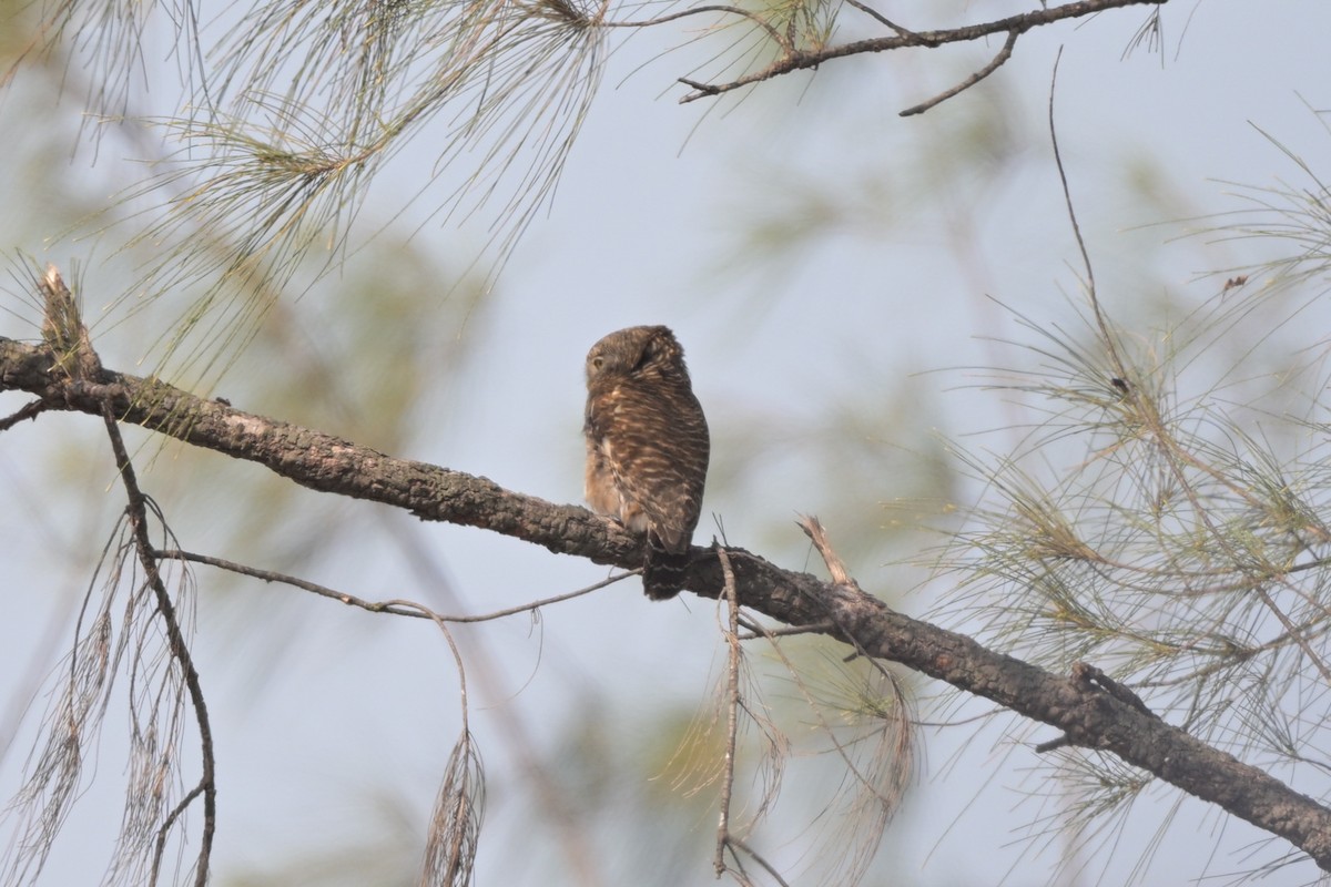 Asian Barred Owlet - ML644249002