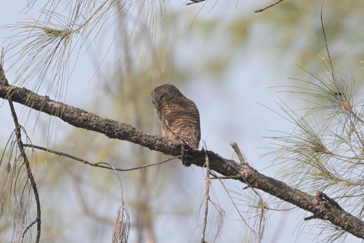 Asian Barred Owlet - ML644249003