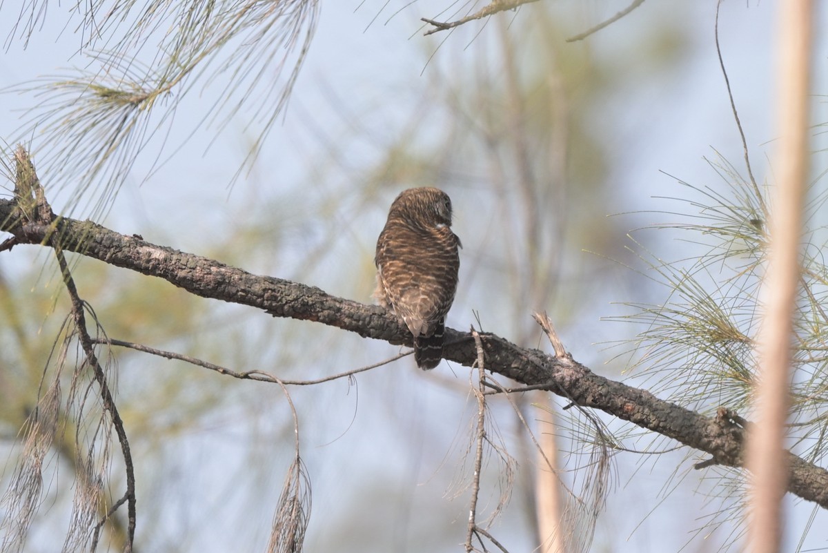Asian Barred Owlet - ML644249004