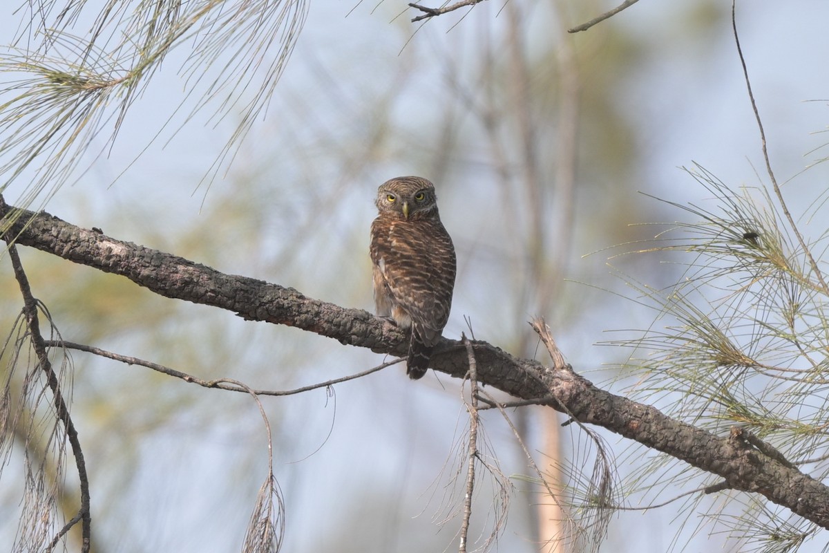 Asian Barred Owlet - ML644249005