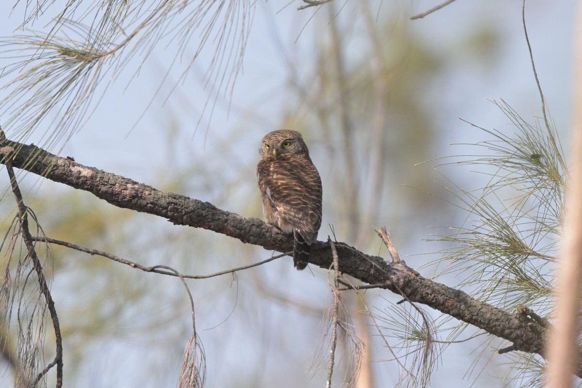 Asian Barred Owlet - ML644249006
