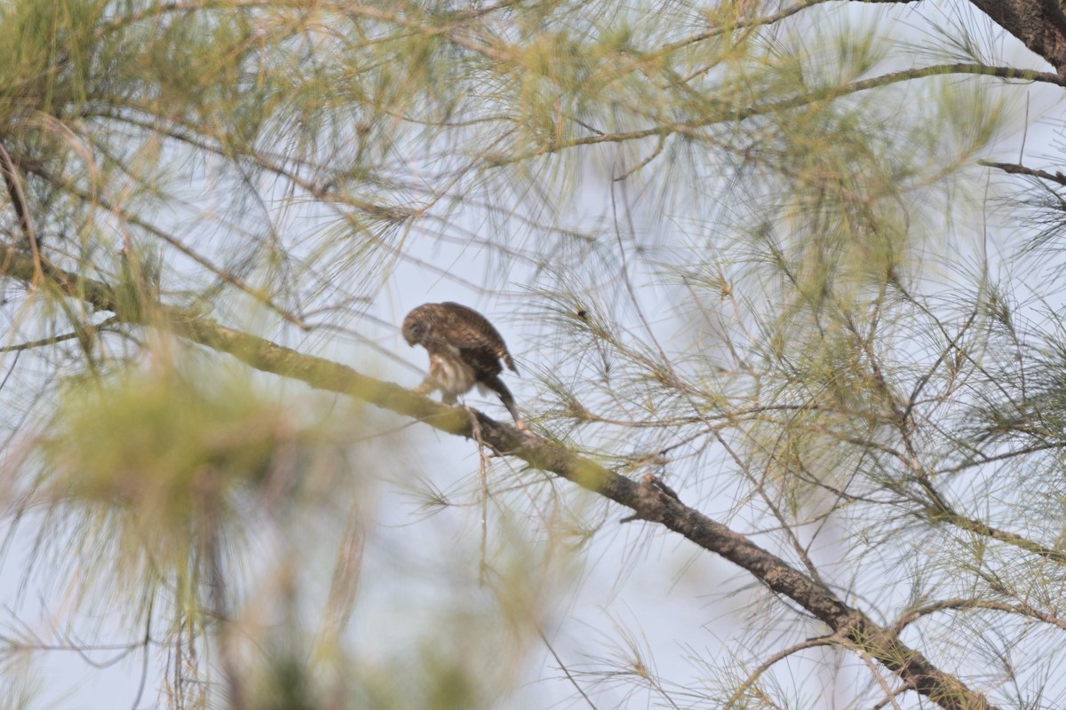 Asian Barred Owlet - ML644249007