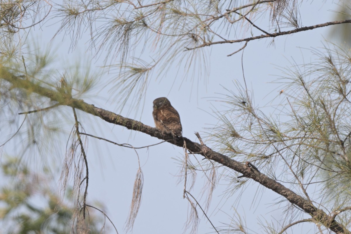 Asian Barred Owlet - ML644249008