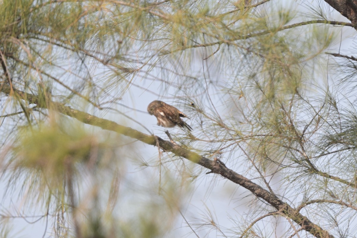 Asian Barred Owlet - ML644249009