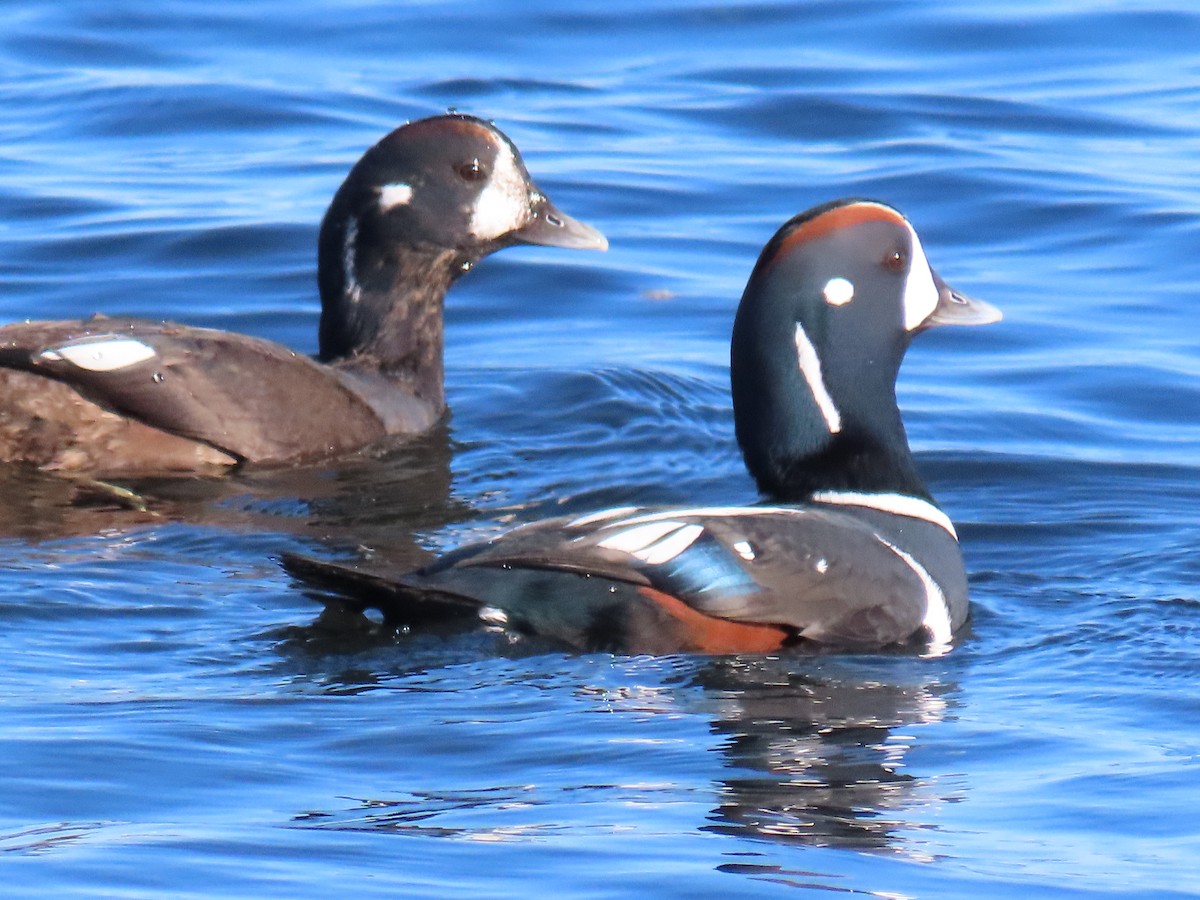 Ahate arlekina - ML644249010