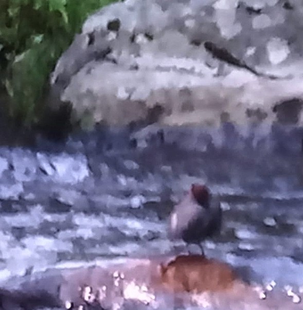 American Dipper - ML644249015