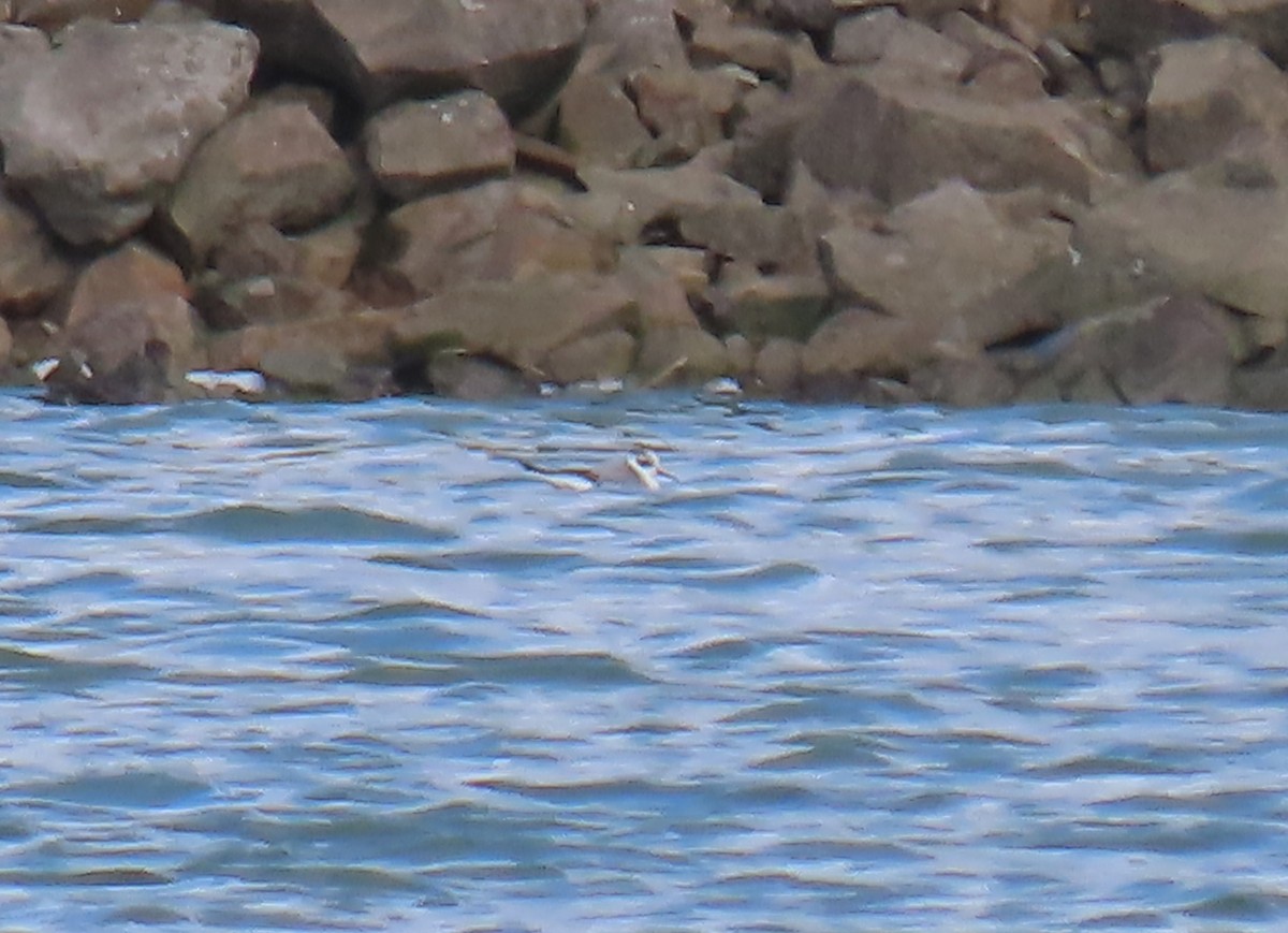 Phalarope à bec large - ML644249016
