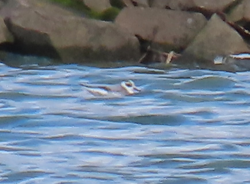 Phalarope à bec large - ML644249027