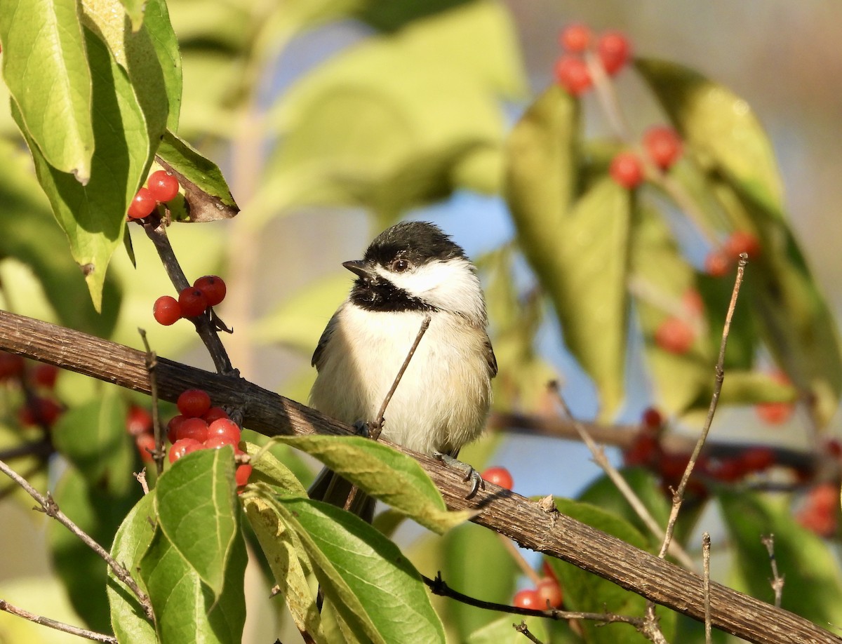 Carolina Chickadee - ML644249029