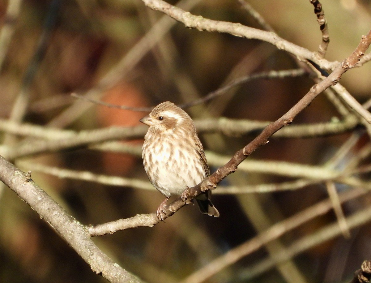 Purple Finch - ML644249037
