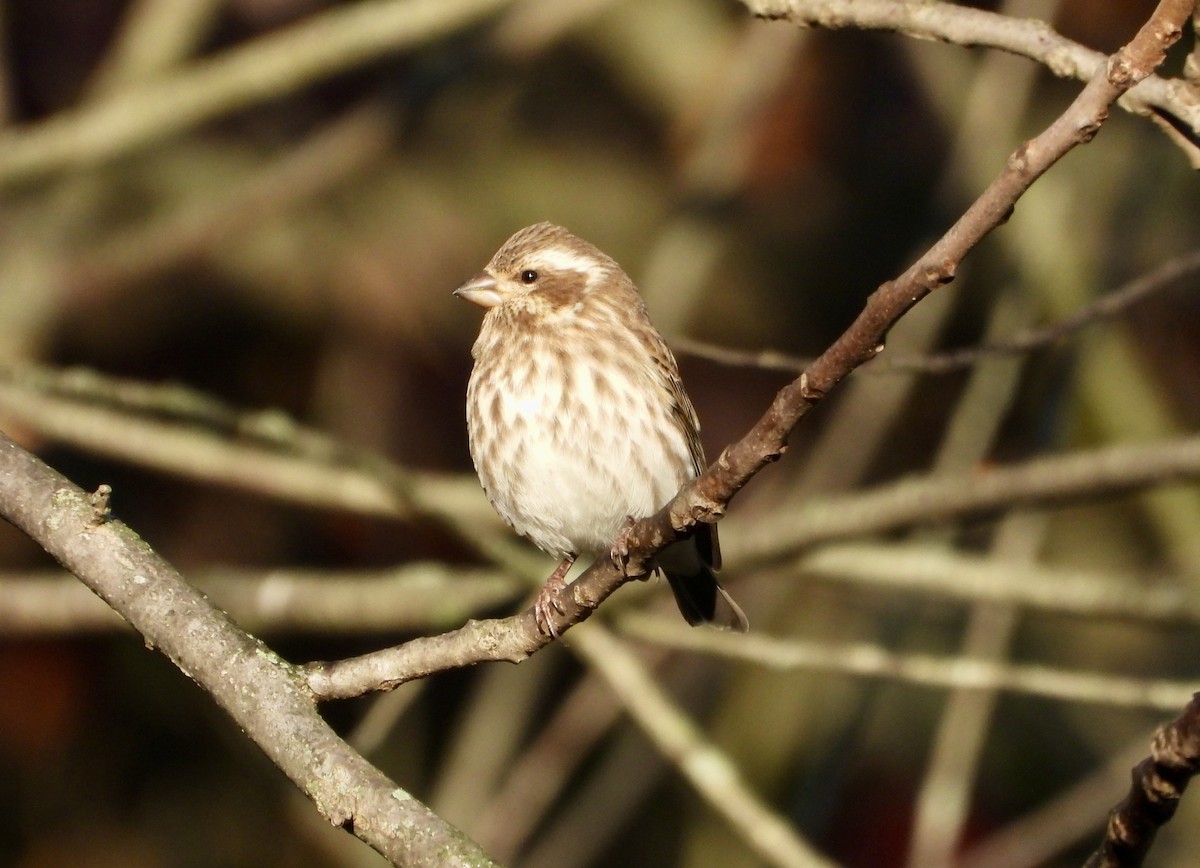 Purple Finch - ML644249038