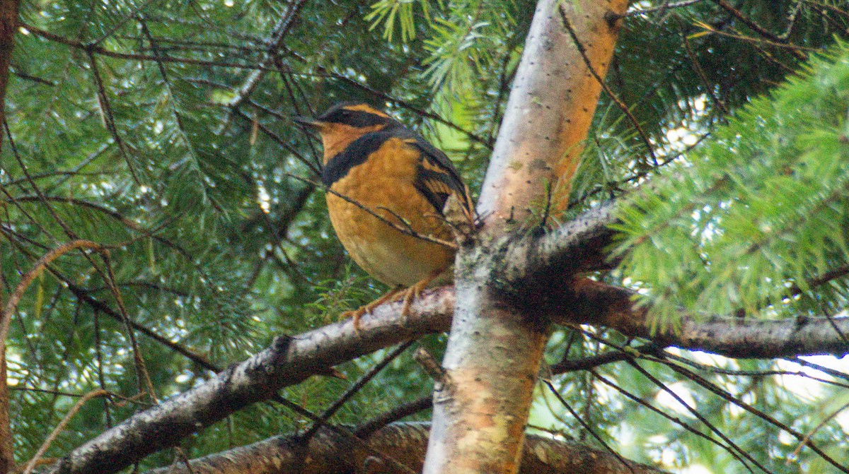 Varied Thrush - ML644249043