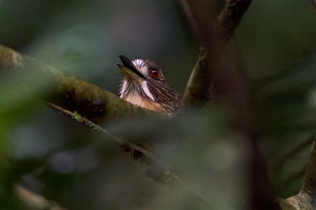 White-whiskered Puffbird - ML644249045