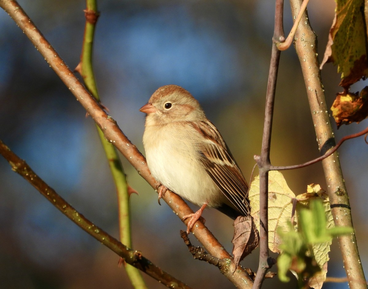 Field Sparrow - ML644249046