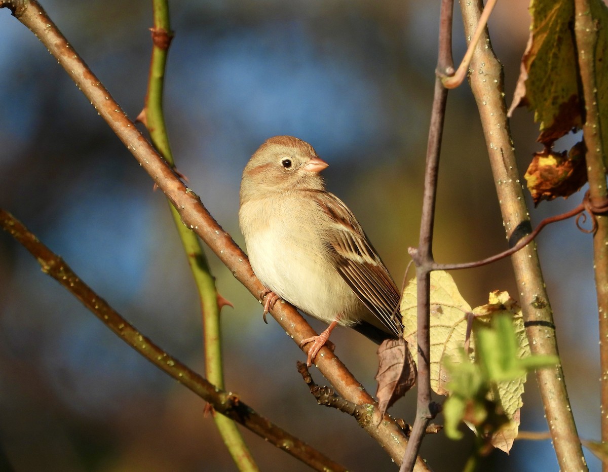 Field Sparrow - ML644249047