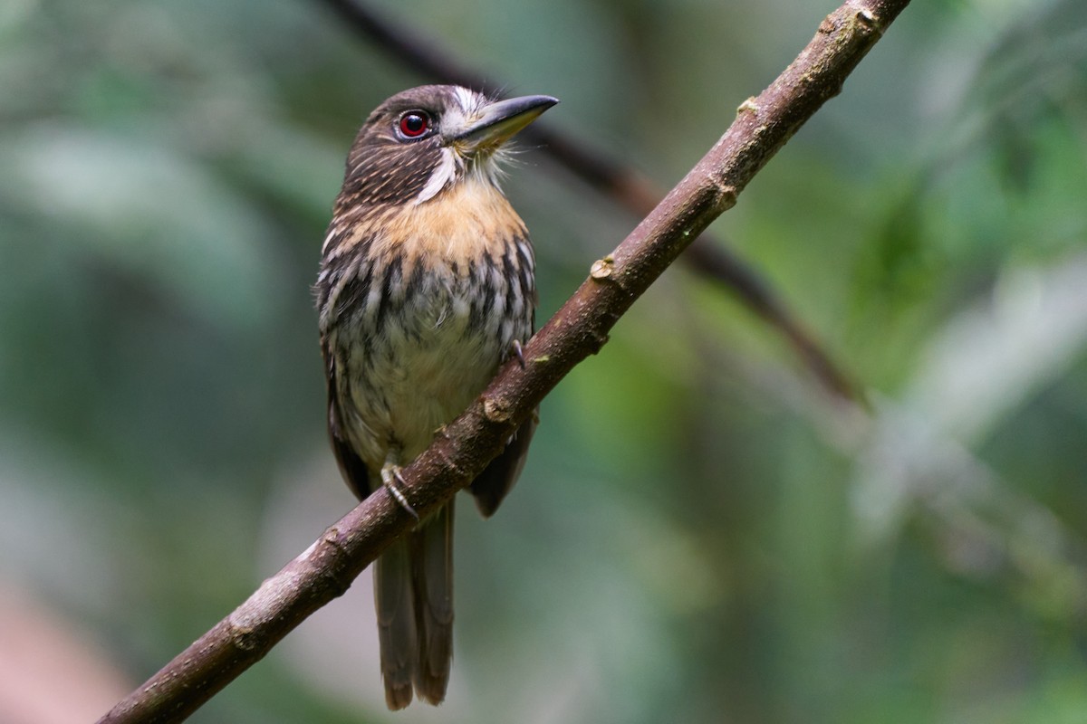 White-whiskered Puffbird - ML644249048