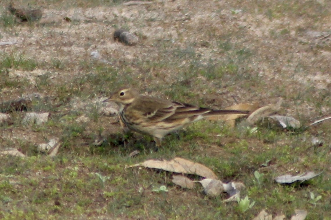 American Pipit - ML644249049