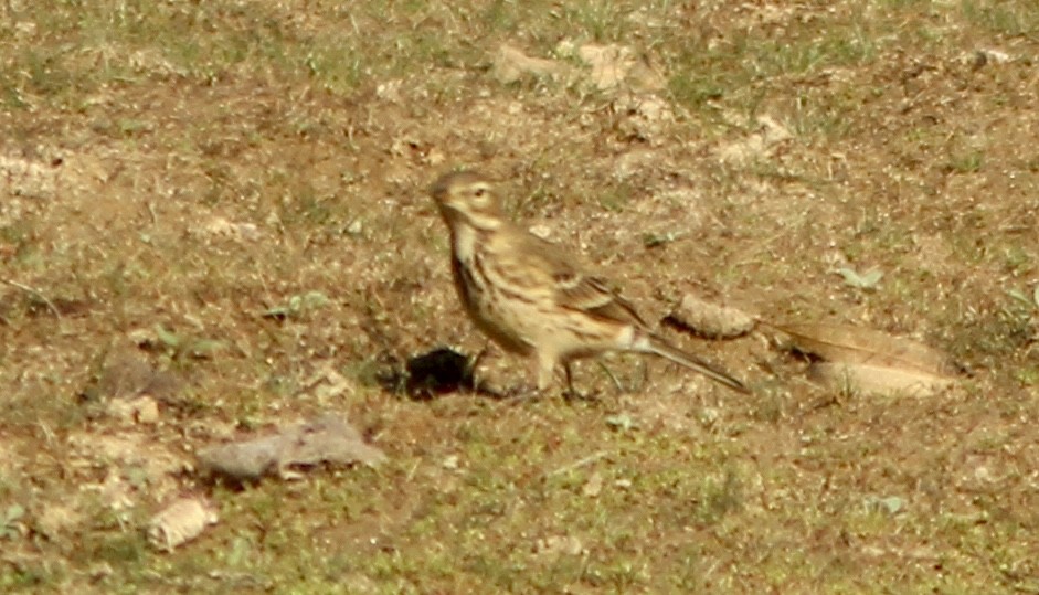 American Pipit - ML644249050