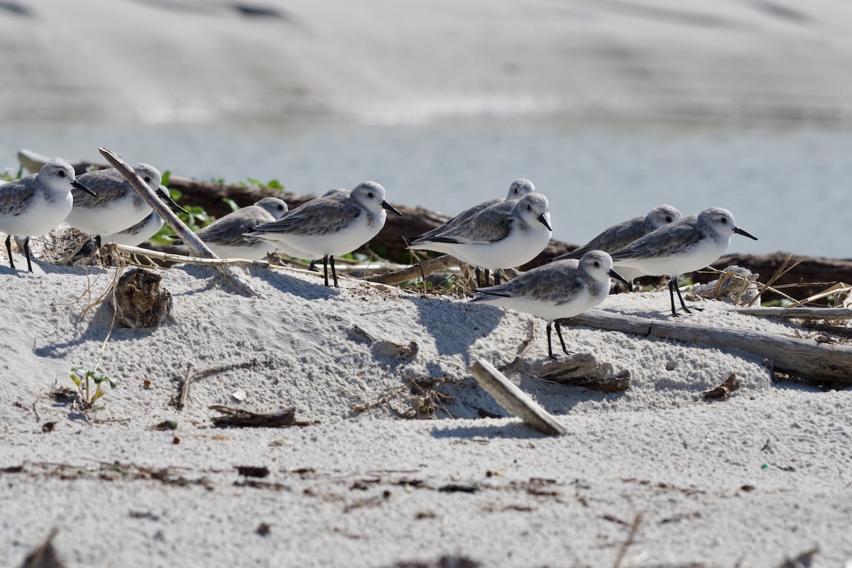 Txirri zuria - ML644249051