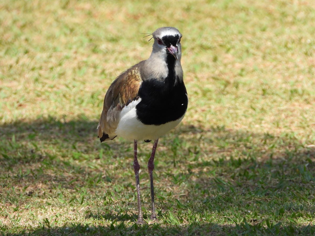 Southern Lapwing - ML644249054