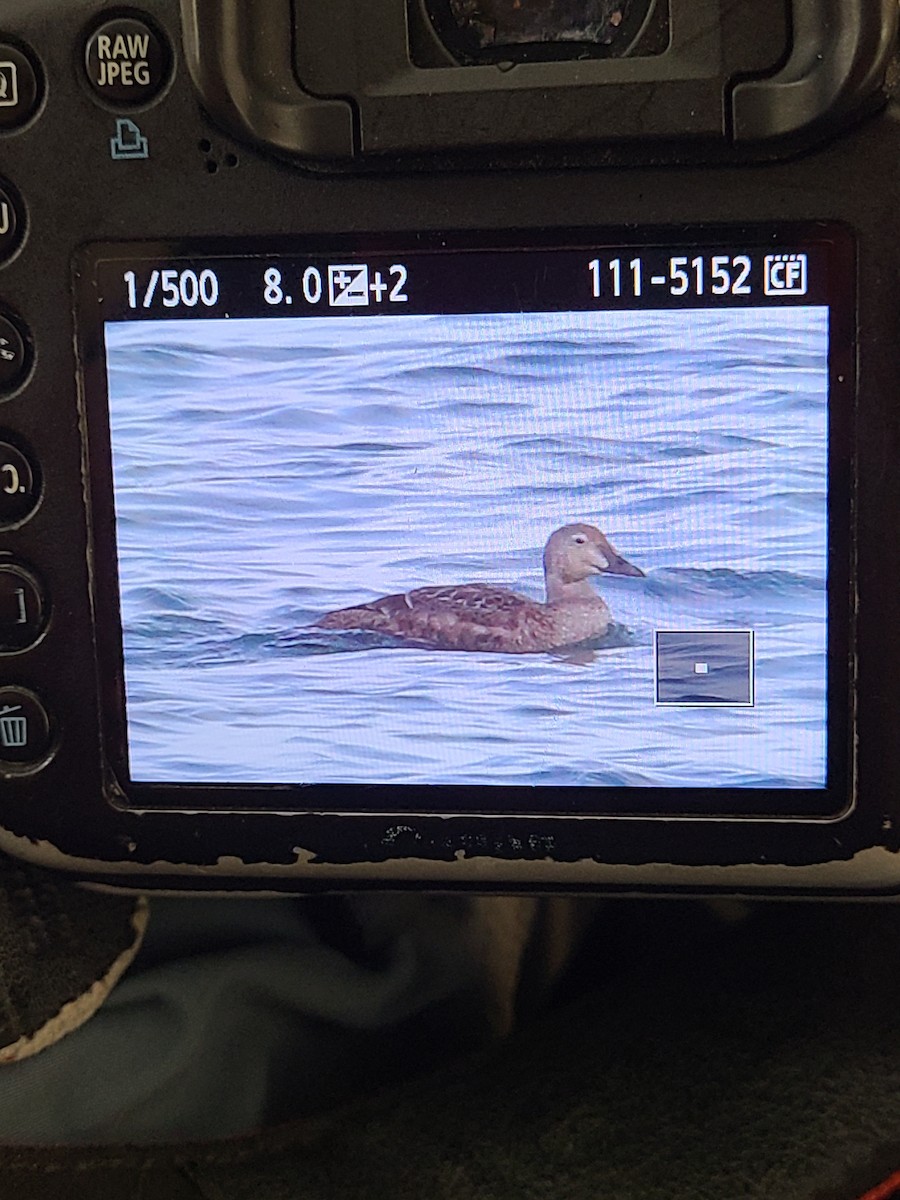 praktærfugl - ML644249055