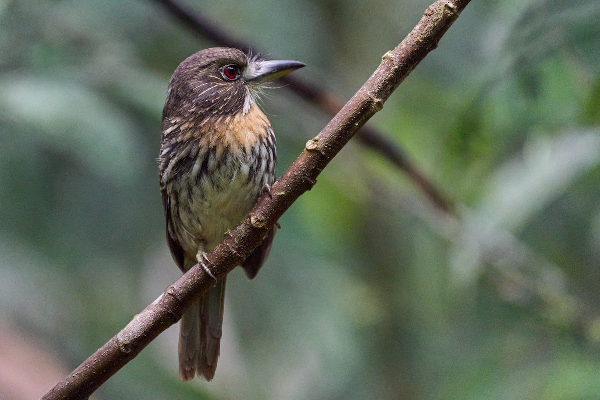 White-whiskered Puffbird - ML644249056