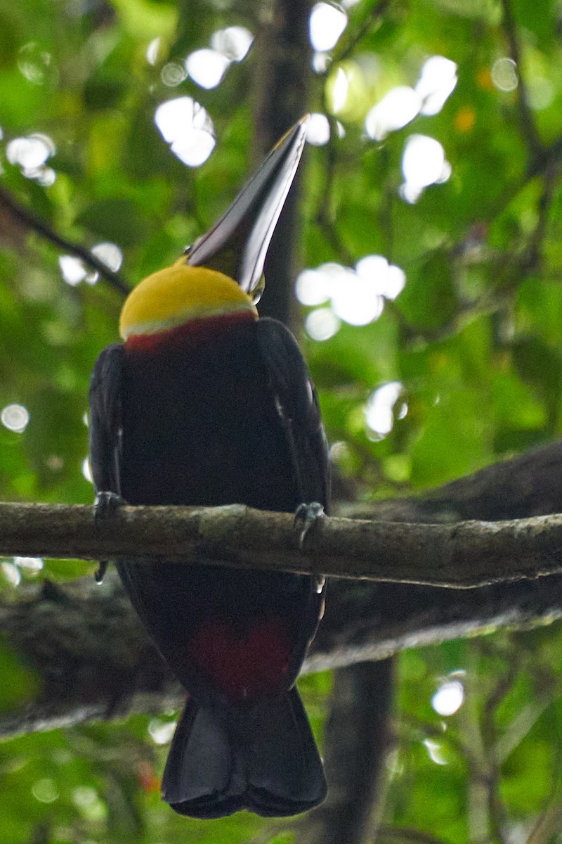 Тукан жовтошиїй - ML644249059