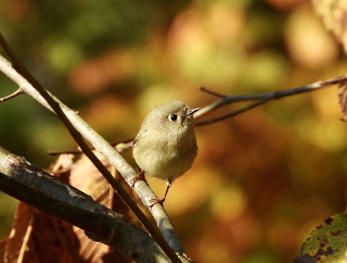 Ruby-crowned Kinglet - ML644249060
