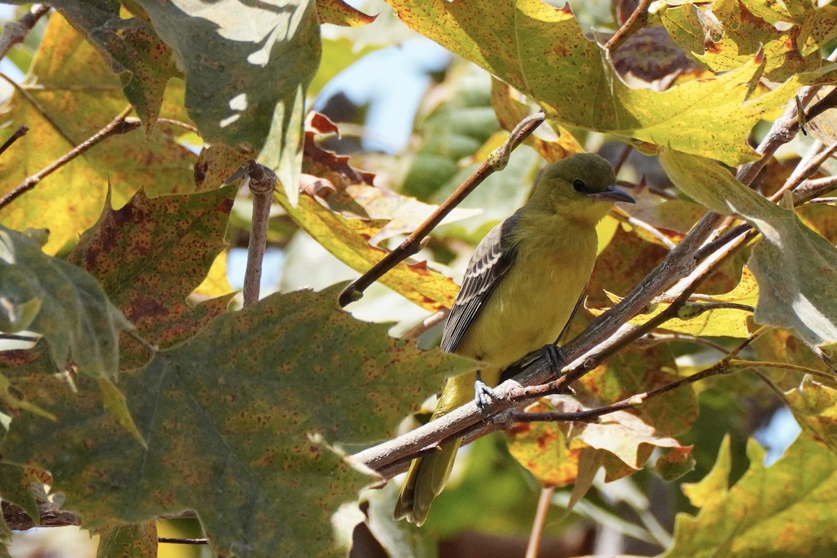 Hooded Oriole - ML644249062