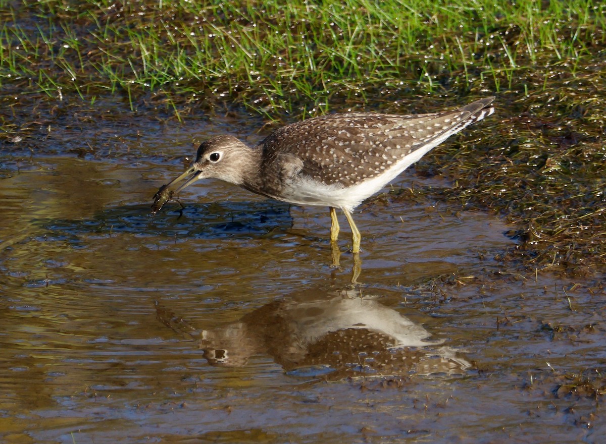 Solitary Sandpiper - ML644249073