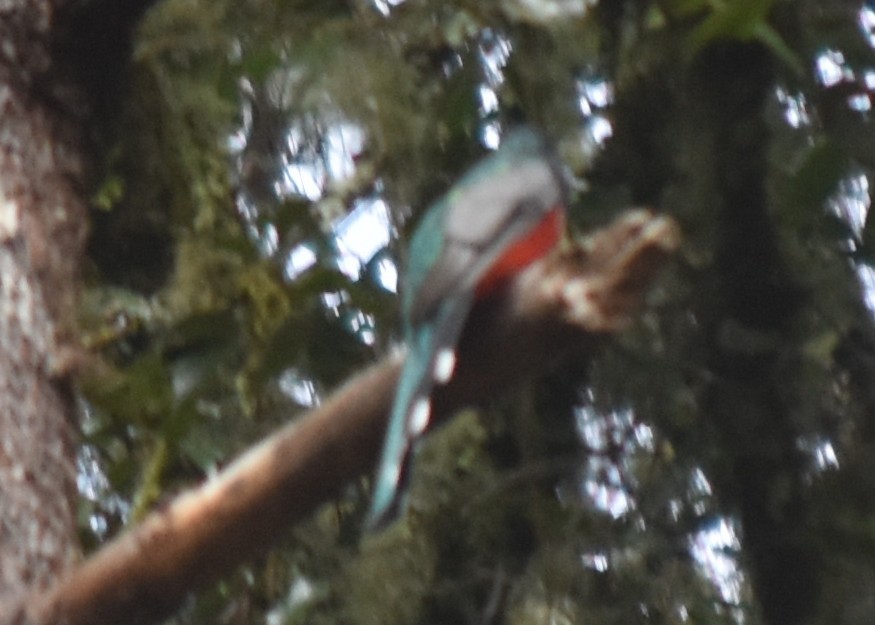 Bronzetrogon - ML644249074