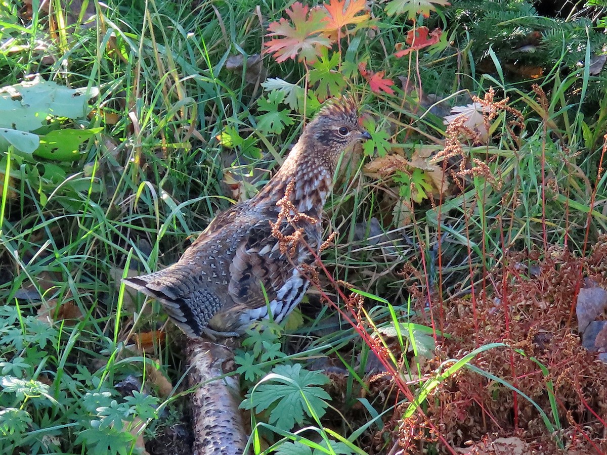 Ruffed Grouse - ML644249077