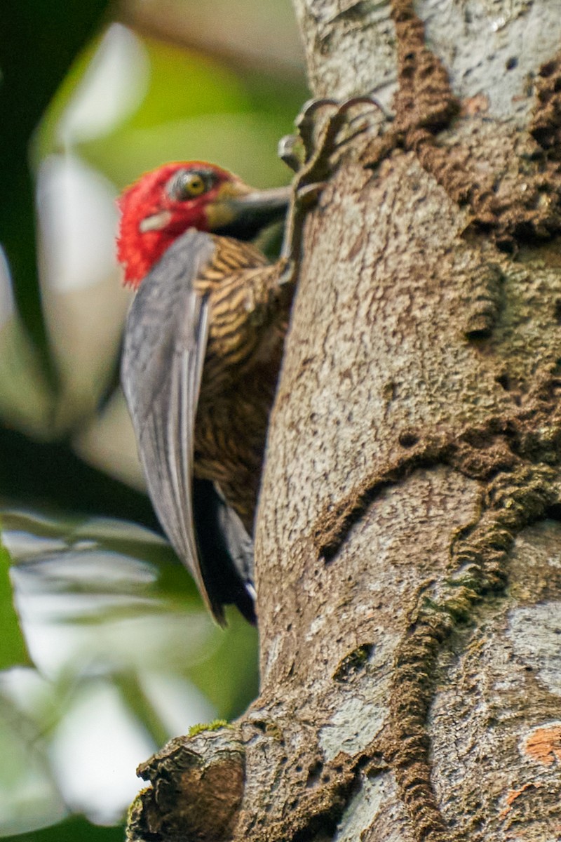 Crimson-crested Woodpecker - ML644249080