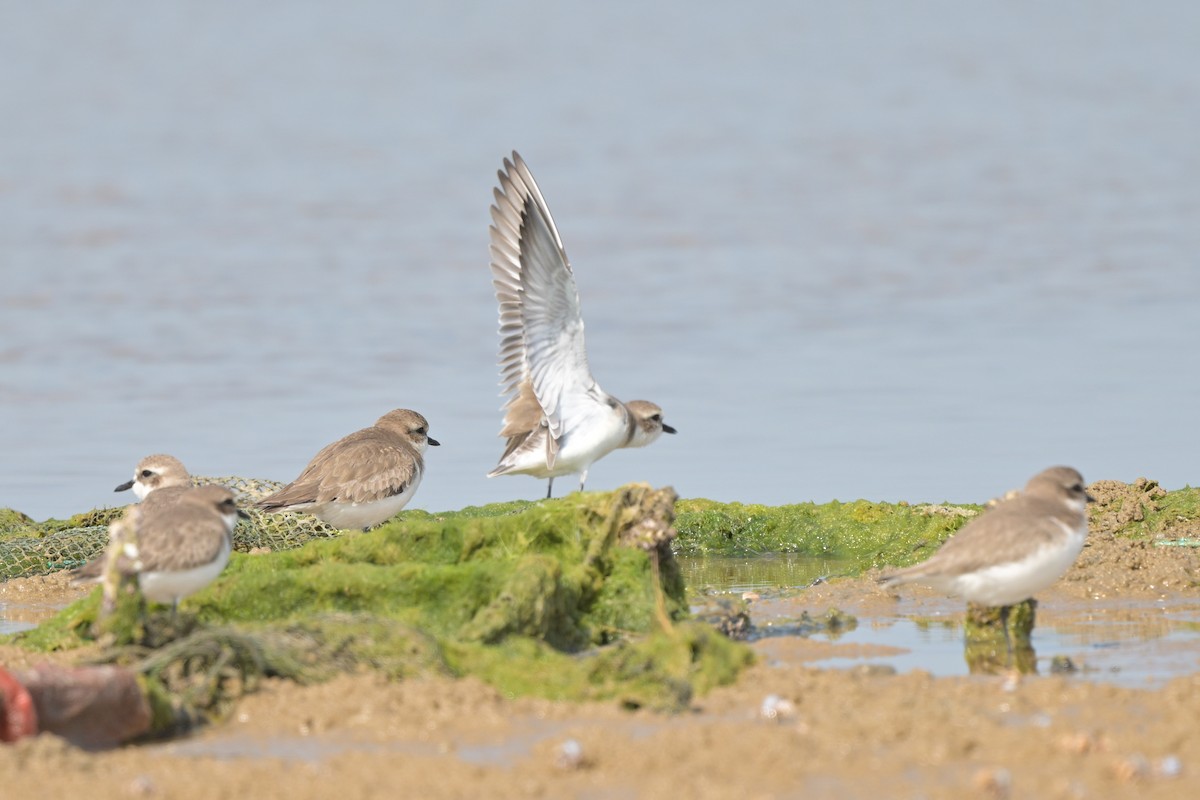 Пісочник сибірський/тібетський/товстодзьобий sp. - ML644249093