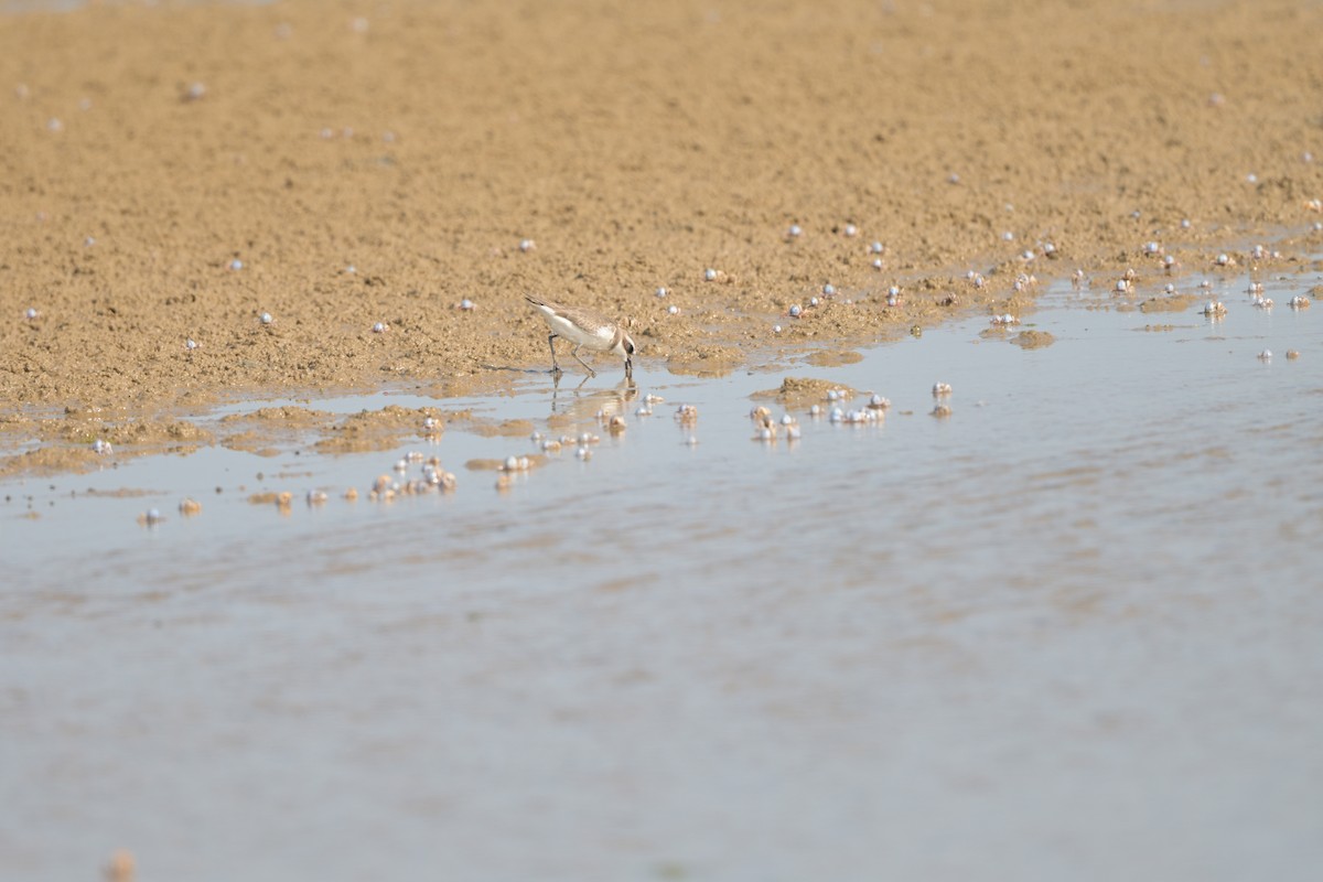 Пісочник сибірський/тібетський/товстодзьобий sp. - ML644249094