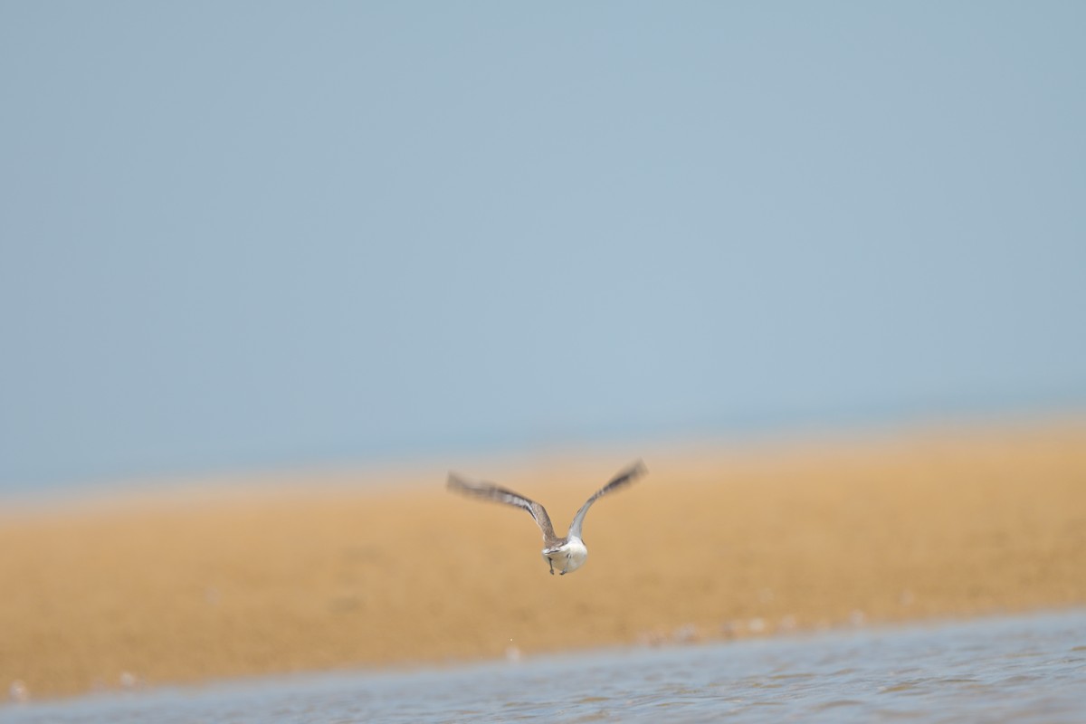 Пісочник сибірський/тібетський/товстодзьобий sp. - ML644249095