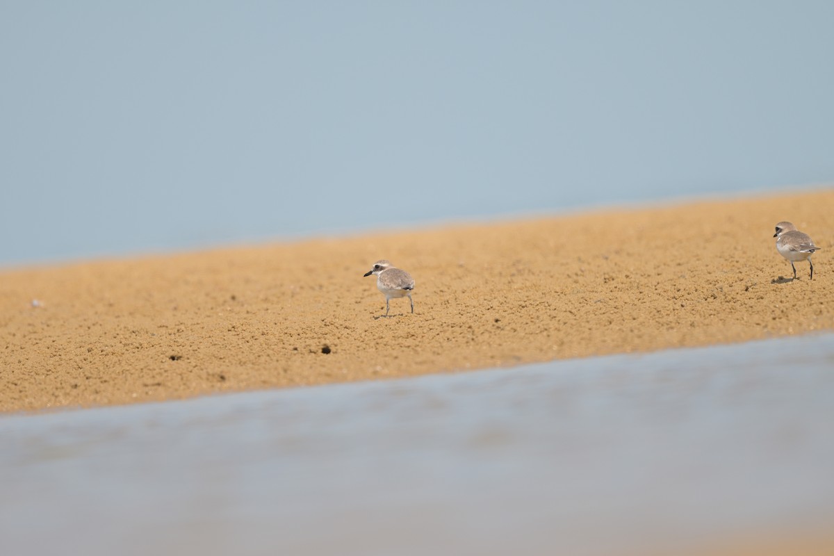 Пісочник сибірський/тібетський/товстодзьобий sp. - ML644249096