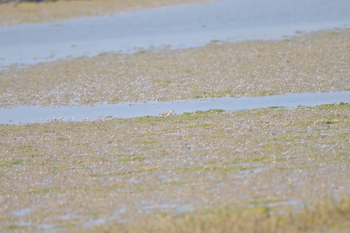 Пісочник сибірський/тібетський/товстодзьобий sp. - ML644249097