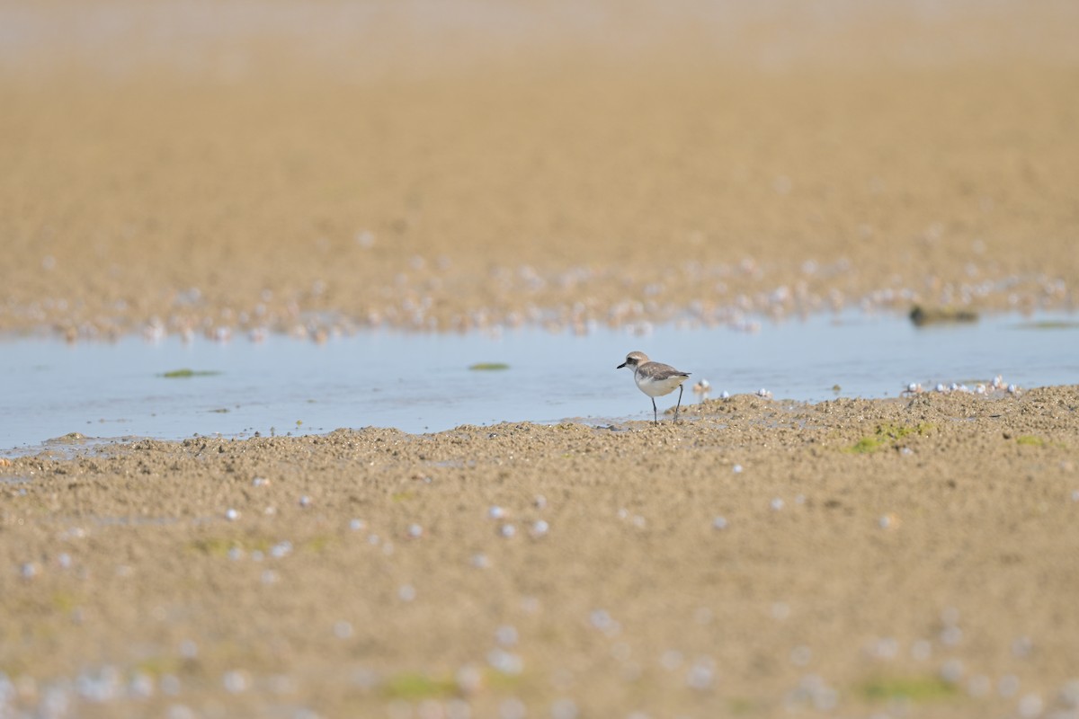 Пісочник сибірський/тібетський/товстодзьобий sp. - ML644249098