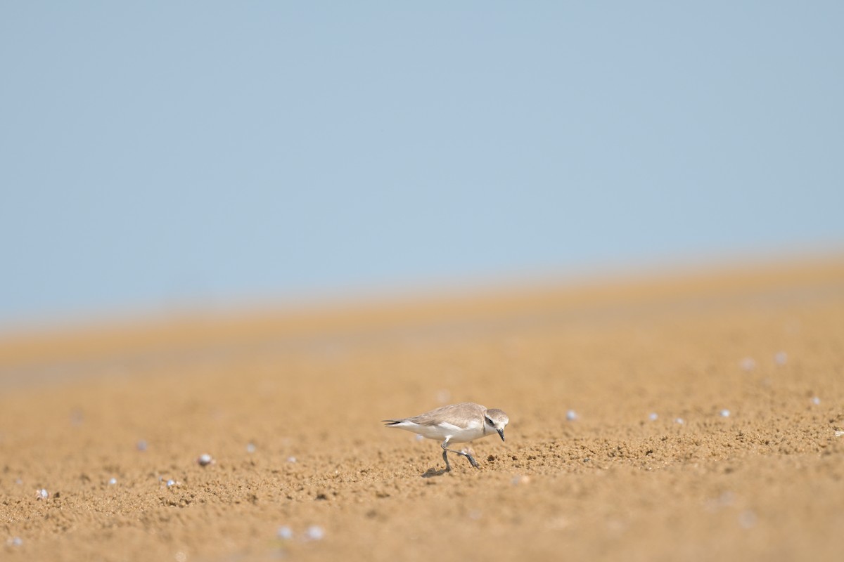 Пісочник сибірський/тібетський/товстодзьобий sp. - ML644249099