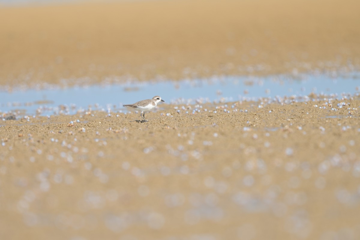 Пісочник сибірський/тібетський/товстодзьобий sp. - ML644249100